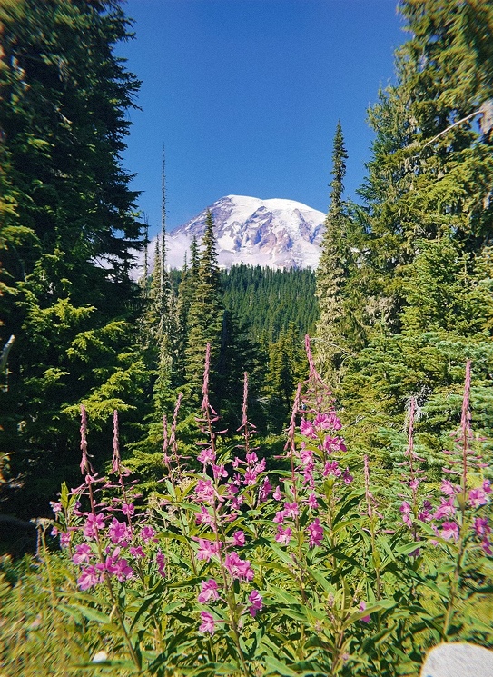 Mount Rainier behind evergreens and pink wildflowers.